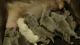 Labrador Retriever Puppies for sale in Central Florida, FL, USA. price: $1,200