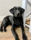 Labrador Retriever Puppies for sale in Ashland, OH 44805, USA. price: $150