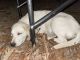 Labrador Retriever Puppies for sale in New Market, MD, USA. price: NA