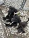 Labrador Retriever Puppies for sale in Scottsburg, IN 47170, USA. price: $50