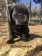 Labrador Retriever Puppies for sale in Munfordville, KY 42765, USA. price: NA