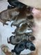 Labrador Retriever Puppies for sale in San Antonio, TX, USA. price: $1,000