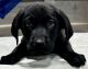 Labrador Retriever Puppies for sale in Harlem Springs, OH 44615, USA. price: $600