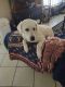 Labrador Retriever Puppies for sale in Tampa, FL, USA. price: $1,700