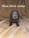 Labrador Retriever Puppies for sale in Sumter, SC, USA. price: $100,000
