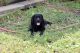 Labrador Retriever Puppies for sale in Front Royal, VA 22630, USA. price: NA