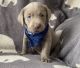 Labrador Retriever Puppies for sale in Gladwin, MI 48624, USA. price: $1,500