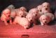 Labrador Retriever Puppies for sale in Emmett, ID 83617, USA. price: $1,000
