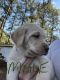 Labrador Retriever Puppies for sale in Rocky Mount, NC, USA. price: $850