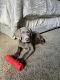 Labrador Retriever Puppies for sale in 3480 Royal Rd, Concord, CA 94519, USA. price: $1,000