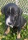 Labrador Retriever Puppies for sale in Hauula, HI 96717, USA. price: NA