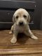 Labrador Retriever Puppies for sale in Milwaukee, WI, USA. price: $700