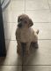 Labrador Retriever Puppies for sale in Chesterfield, MI 48051, USA. price: $1,000