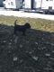 Labrador Retriever Puppies for sale in North Logan, UT 84341, USA. price: $50