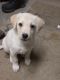 Labrador Retriever Puppies for sale in Palmer, AK 99645, USA. price: $1,000