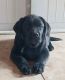 Labrador Retriever Puppies for sale in Grand Rapids, MI, USA. price: $4,800