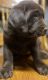 Labrador Retriever Puppies for sale in Mansfield, PA 16933, USA. price: $1,100