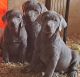 Labrador Retriever Puppies for sale in Ripon, WI 54971, USA. price: NA