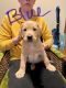 Labrador Retriever Puppies for sale in Mont Alto, PA, USA. price: $800