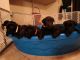 Labrador Retriever Puppies for sale in Queen Creek, AZ, USA. price: $800