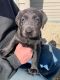 Labrador Retriever Puppies for sale in Greeley, IA 52050, USA. price: $1,200