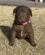 Labrador Retriever Puppies for sale in Moab, UT 84532, USA. price: NA