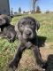 Labrador Retriever Puppies for sale in Custer, WA, USA. price: NA