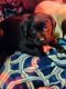 Labrador Retriever Puppies for sale in Madison, WI, USA. price: $800