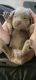Labrador Retriever Puppies for sale in Coleman, MI 48618, USA. price: $1,000