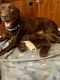 Labrador Retriever Puppies for sale in Palacios, TX 77465, USA. price: $1,000