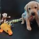 Labrador Retriever Puppies for sale in Charlotte, NC 28277, USA. price: $1,000