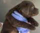 Labrador Retriever Puppies for sale in Fontana, CA, USA. price: $1,300