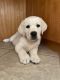 Labrador Retriever Puppies for sale in Taylor, TX, USA. price: $2,000