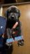 Labrador Retriever Puppies for sale in Denver, CO 80231, USA. price: $350