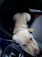 Labrador Retriever Puppies for sale in Swansea, IL, USA. price: NA