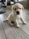 Labrador Retriever Puppies for sale in Mesa, AZ 85209, USA. price: $1,200