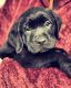 Labrador Retriever Puppies for sale in Suffolk County, NY, USA. price: NA