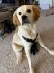 Labrador Retriever Puppies for sale in Fargo, ND, USA. price: $200