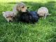 Labrador Retriever Puppies for sale in Gig Harbor, WA, USA. price: NA