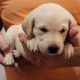 Labrador Retriever Puppies for sale in New Whiteland, IN 46184, USA. price: NA
