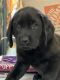 Labrador Retriever Puppies for sale in Box Springs, GA 31801, USA. price: NA