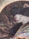 Labrador Retriever Puppies for sale in Bethlehem, GA, USA. price: NA