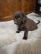 Labrador Retriever Puppies for sale in Wylie, TX, USA. price: $1,200