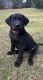 Labrador Retriever Puppies for sale in Roanoke, AL 36274, USA. price: NA