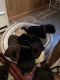 Labrador Retriever Puppies for sale in Southington, OH 44470, USA. price: NA