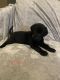 Labrador Retriever Puppies for sale in Hollidaysburg, PA 16648, USA. price: $1,200