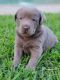 Labrador Retriever Puppies for sale in Raleigh, NC, USA. price: NA