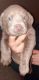Labrador Retriever Puppies for sale in Sumter, SC, USA. price: $1,000