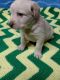 Labrador Retriever Puppies for sale in Conover, NC, USA. price: $700