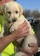 Labrador Retriever Puppies for sale in Abilene, KS 67410, USA. price: $500